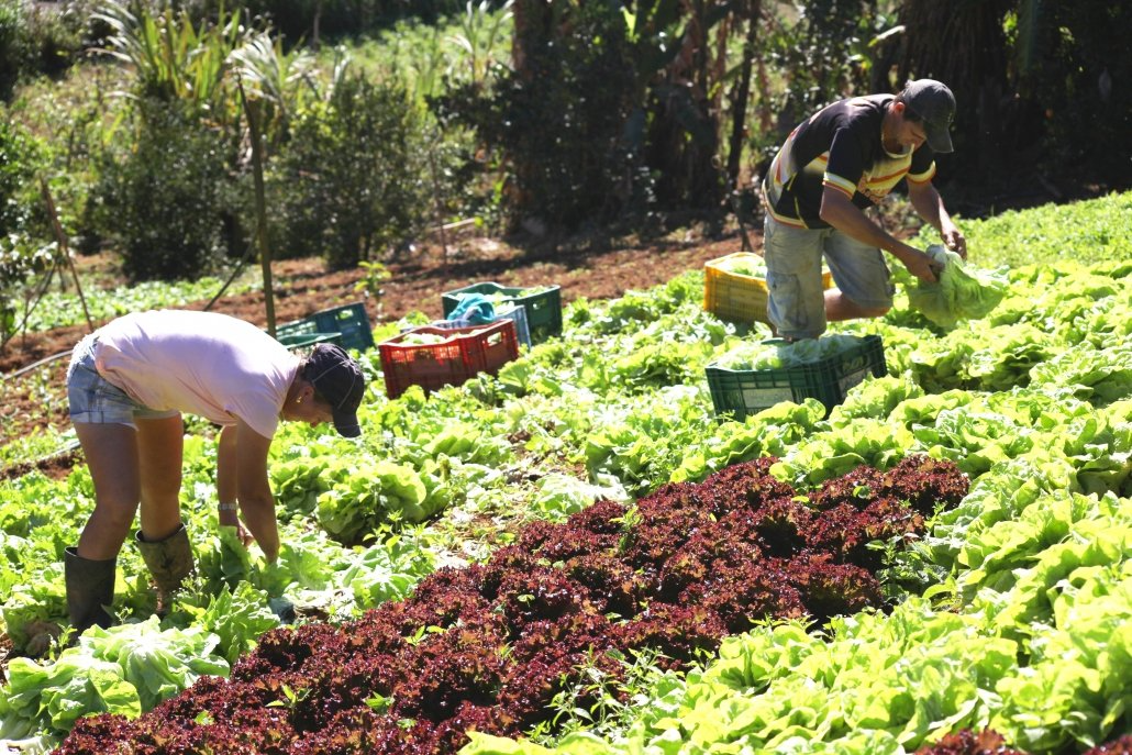 Produção da agricultura familiar